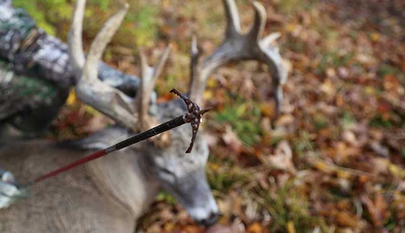 Best Broadheads For Elk Hunting