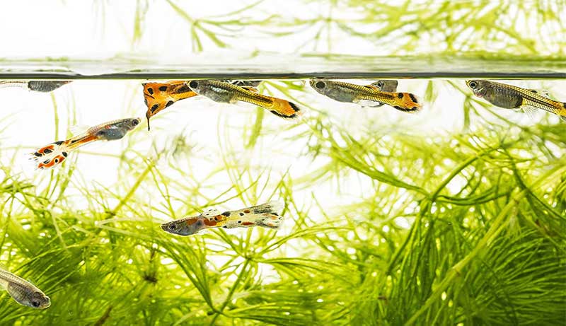 Best Nitrate Test Kit – The Must Have Selection for